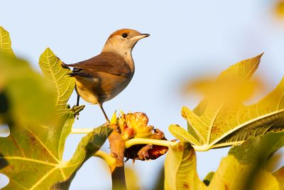 EURASIAN BLACKCAP - Sylvia atricapilla - ZWARTKOP - FAUVETTE À TÊTE NOIRE