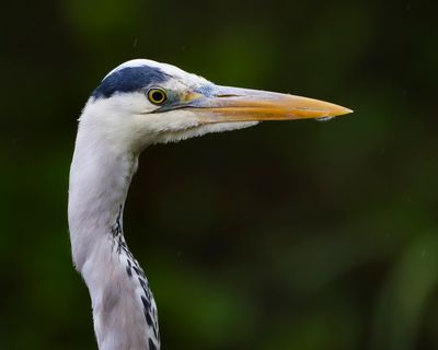 GREY HERON - Ardea cinerea - BLAUWE REIGER - HÉRON CENDRÉ
