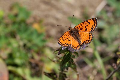 KAUKASISCHE TWEEKLEEURIGE PARELMOERVLINDER - Melitaea interrupta - CAUCASIAN SPOTTED FRITILLARY