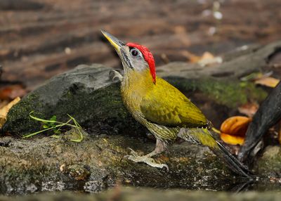 LACED WOODPECKER - Picus vittatus - GROTE SCHUBBUIKSPECHT - PIC MÉDIASTIN''.jpg