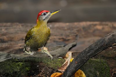 LACED WOODPECKER - Picus vittatus - GROTE SCHUBBUIKSPECHT - PIC MÉDIASTIN'''.jpg