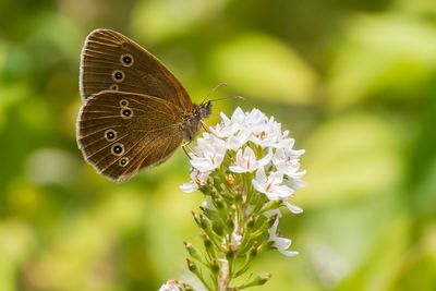 KOEVINKJE - Aphantopus hyperantus - RINGLET - TRISTAN