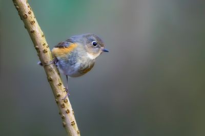 BLAUWSTAART - Tarsiger cyanurus - RED-FLANKED BLUETAIL - ROBIN A FLANCS ROUX