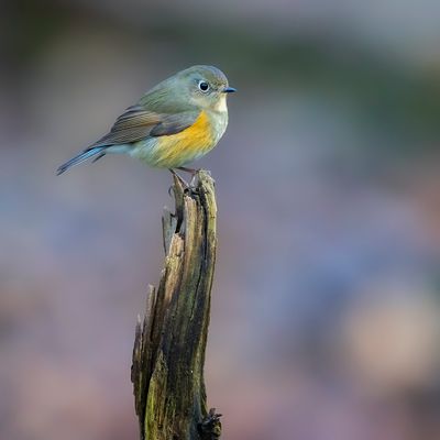 BLAUWSTAART - Tarsiger cyanurus - RED-FLANKED BLUETAIL - ROBIN A FLANCS ROUX