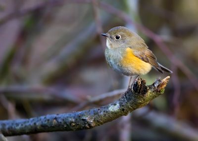 BLAUWSTAART - Tarsiger cyanurus - RED-FLANKED BLUETAIL - ROBIN A FLANCS ROUX