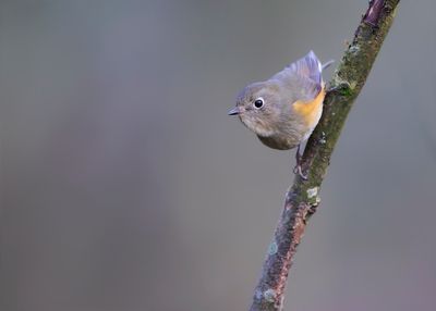 BLAUWSTAART - Tarsiger cyanurus - RED-FLANKED BLUETAIL - ROBIN A FLANCS ROUX