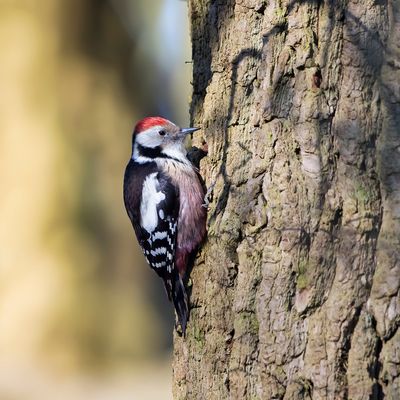 MIDDELSTE BONTE SPECHT - Dendrocoptes medius - MIDDLE SPOTTED WOODPECKER - PIC MAR