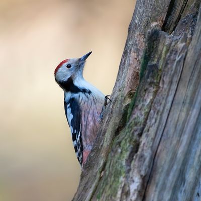 MIDDELSTE BONTE SPECHT - Dendrocoptes medius - MIDDLE SPOTTED WOODPECKER - PIC MAR'''.jpg