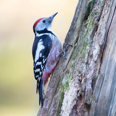 MIDDELSTE BONTE SPECHT - Dendrocoptes medius - MIDDLE SPOTTED WOODPECKER - PIC MAR''.jpg
