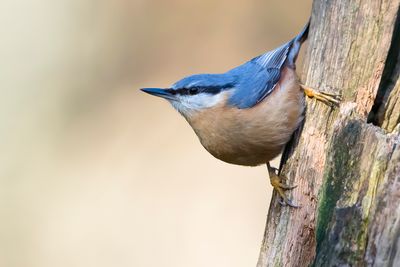 BOOMKLEVER - Sitta europaea - EURASIAN NUTHATCH - SITTELLE TORCHEPOT