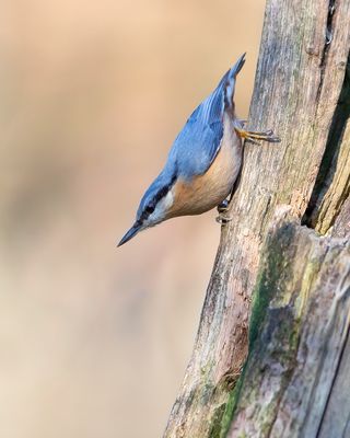 BOOMKLEVER - Sitta europaea - EURASIAN NUTHATCH - SITTELLE TORCHEPOT