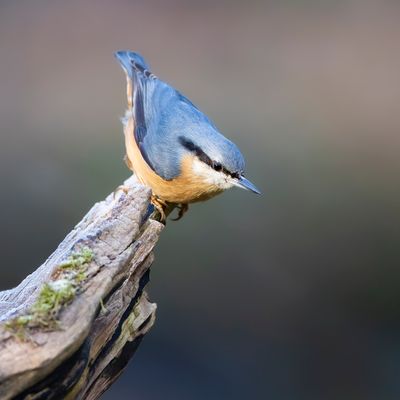 BOOMKLEVER - Sitta europaea - EURASIAN NUTHATCH - SITTELLE TORCHEPOT