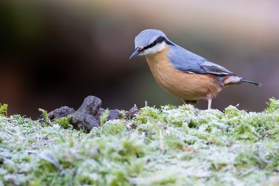 BOOMKLEVER - Sitta europaea - EURASIAN NUTHATCH - SITTELLE TORCHEPOT