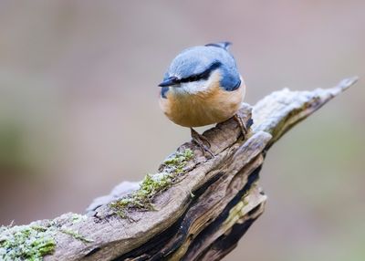 BOOMKLEVER - Sitta europaea - EURASIAN NUTHATCH - SITTELLE TORCHEPOT