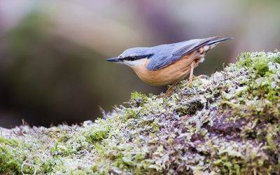 BOOMKLEVER - Sitta europaea - EURASIAN NUTHATCH - SITTELLE TORCHEPOT