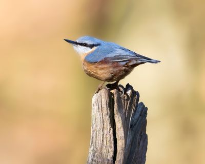 BOOMKLEVER - Sitta europaea - EURASIAN NUTHATCH - SITTELLE TORCHEPOT