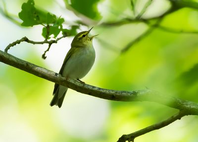 FLUITER - Phylloscopus sibilatrix - WOOD WARBLER - POUILLOT SIFFLEUR