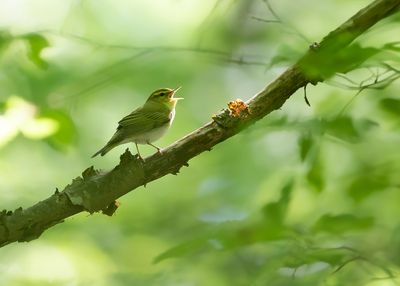 FLUITER - Phylloscopus sibilatrix - WOOD WARBLER - POUILLOT SIFFLEUR