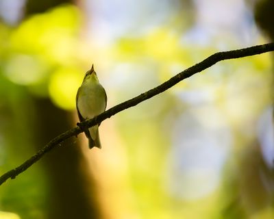 FLUITER - Phylloscopus sibilatrix - WOOD WARBLER - POUILLOT SIFFLEUR