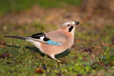 GAAI - Garrulus glandarius - EURASIAN JAY - GEAI DES CHÊNES