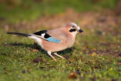 GAAI - Garrulus glandarius - EURASIAN JAY - GEAI DES CHÊNES