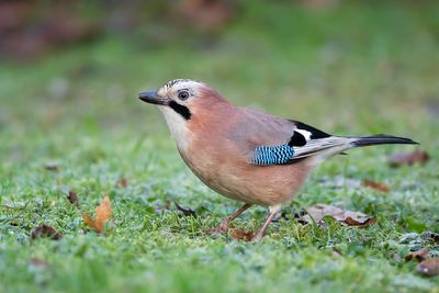 GAAI - Garrulus glandarius - EURASIAN JAY - GEAI DES CHÊNES
