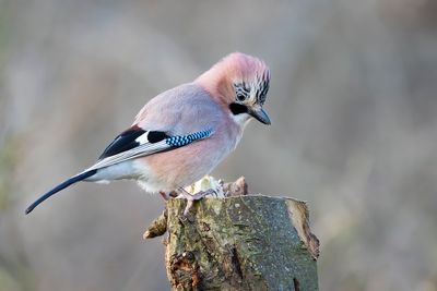 GAAI - Garrulus glandarius - EURASIAN JAY - GEAI DES CHÊNES