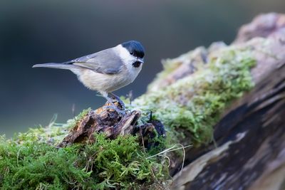 GLANSKOP - Poecile palustris - MARSH TIT - MÉSANGE NONETTE