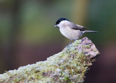 GLANSKOP - Poecile palustris - MARSH TIT - MÉSANGE NONETTE
