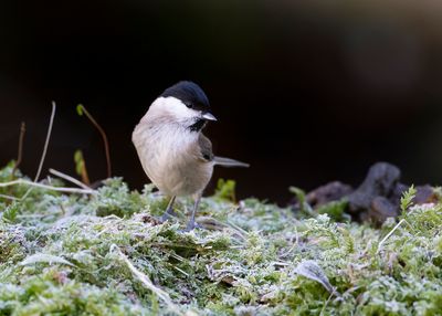 GLANSKOP - Poecile palustris - MARSH TIT - MÉSANGE NONETTE