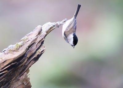 GLANSKOP - Poecile palustris - MARSH TIT - MÉSANGE NONETTE