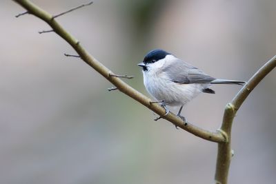 GLANSKOP - Poecile palustris - MARSH TIT - MÉSANGE NONETTE