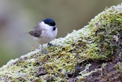 GLANSKOP - Poecile palustris - MARSH TIT - MÉSANGE NONETTE