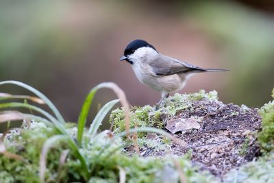 GLANSKOP - Poecile palustris - MARSH TIT - MÉSANGE NONETTE