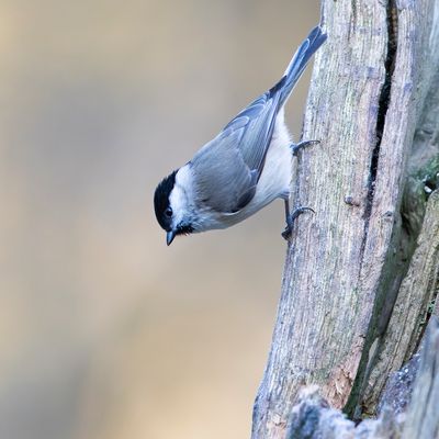 GLANSKOP - Poecile palustris - MARSH TIT - MÉSANGE NONETTE