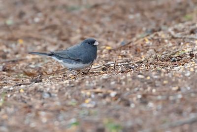 GRIJZE JUNCO - Junco hyemalis - DARK -EYED JUNCO - JUNCO ARDOISÉ