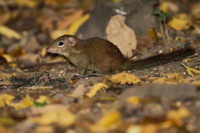 LOW'S SQUIRREL - Sundascurus lowii -