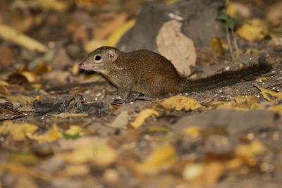 LOW'S SQUIRREL - Sundascurus lowii -