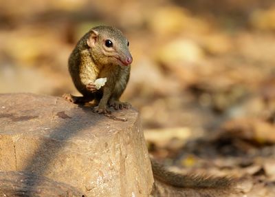 LOW'S SQUIRREL - Sundascurus lowii -