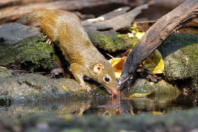 LOW'S SQUIRREL - Sundascurus lowii -