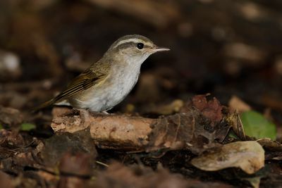 PALE-LEGGED LEAF WARBLER - Phylloscopus tenellipes - OESSOERIFITIS - POUILLOT À PATTES CLAIRES
