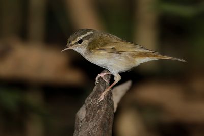 PALE-LEGGED LEAF WARBLER - Phylloscopus tenellipes - OESSOERIFITIS - POUILLOT À PATTES CLAIRES