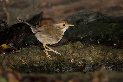 PUFF -THROATED BABBLER - Pellorneum ruficeps - GEVLEKTE JUNGLETIMALIA - AKALAT À POITRINE TACHETÉE