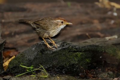 PUFF -THROATED BABBLER - Pellorneum ruficeps - GEVLEKTE JUNGLETIMALIA - AKALAT À POITRINE TACHETÉE