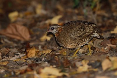 SCALY-BREASTED PARTRIDGE - Tropicoperdix chloropus - GROENPOOTBOSPATRIJS - TORQUÉOLE DES BOIS