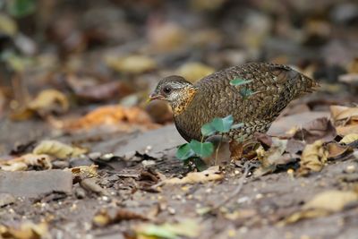 SCALY-BREASTED PARTRIDGE - Tropicoperdix chloropus - GROENPOOTBOSPATRIJS - TORQUÉOLE DES BOIS