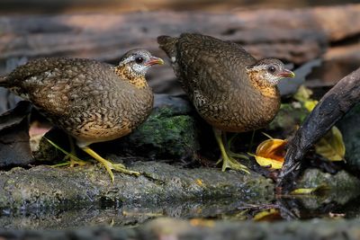 SCALY-BREASTED PARTRIDGE - Tropicoperdix chloropus - GROENPOOTBOSPATRIJS - TORQUÉOLE DES BOIS
