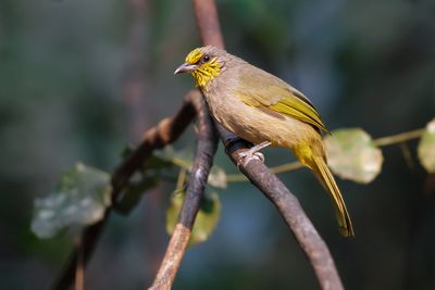STRIPE-THROATED BULBUL - Pycnonotus finlaysoni - VLEKKEELBUULBUUL - BULBUL DE FINLAYSON