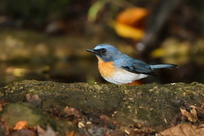 TICKELL'S BLUE FLYCATCHER - Cyornis tickelliae - TICKELLS NILTAVA - GOBEMOUCHE DE TICKELL
