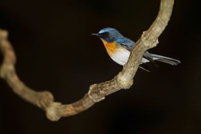 TICKELL'S BLUE FLYCATCHER - Cyornis tickelliae - TICKELLS NILTAVA - GOBEMOUCHE DE TICKELL